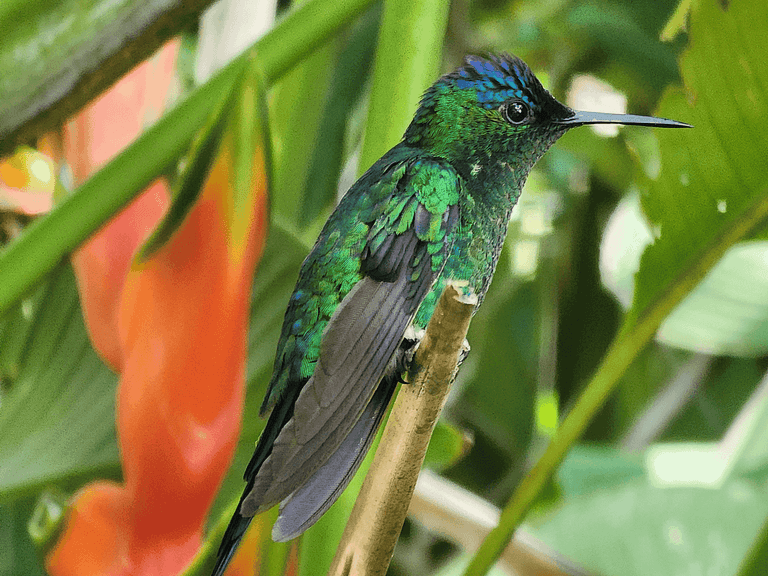 Bangalô Ilhabela