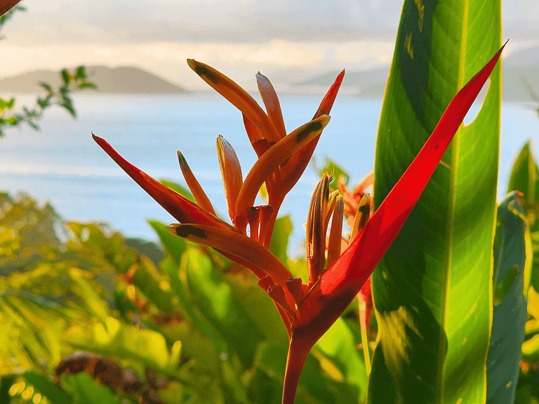 Bangalô Ilhabela